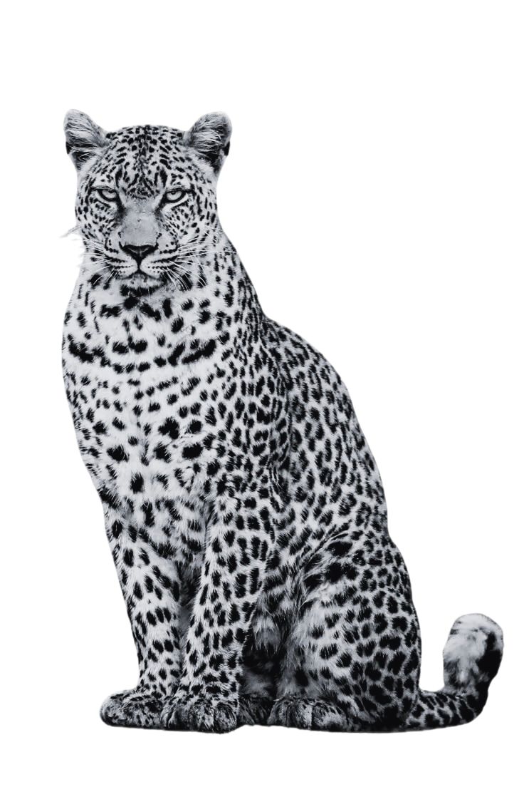 Sistema Jaguar™ — Scaler
